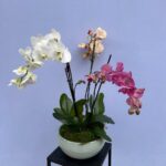 3 orchids in a pot