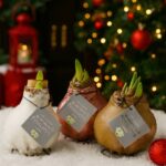 Amaryllis Bulb in Wax with Glitter