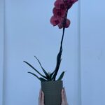 Orhidee în ghiveci decorativ