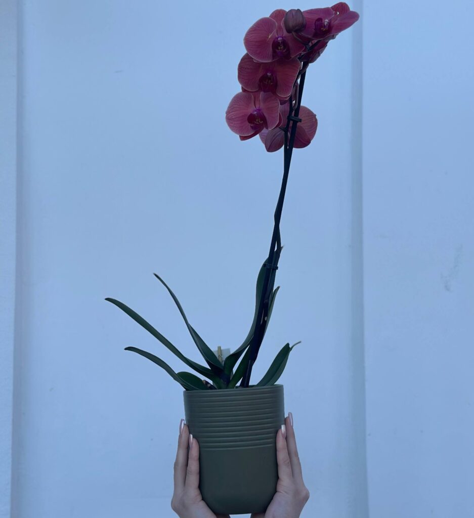 Orhidee în ghiveci decorativ